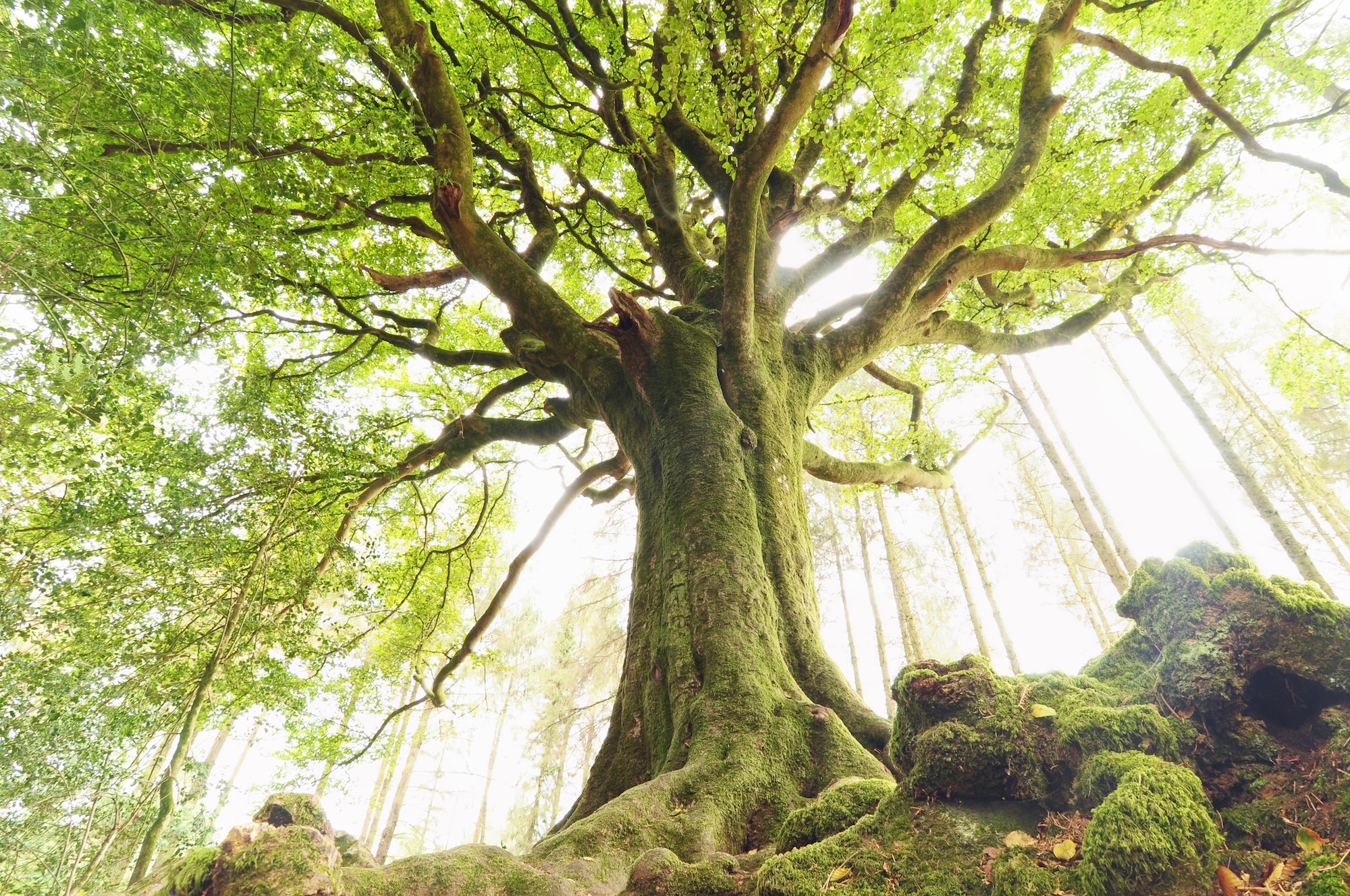 Ponthus beech tree in Broceliande
