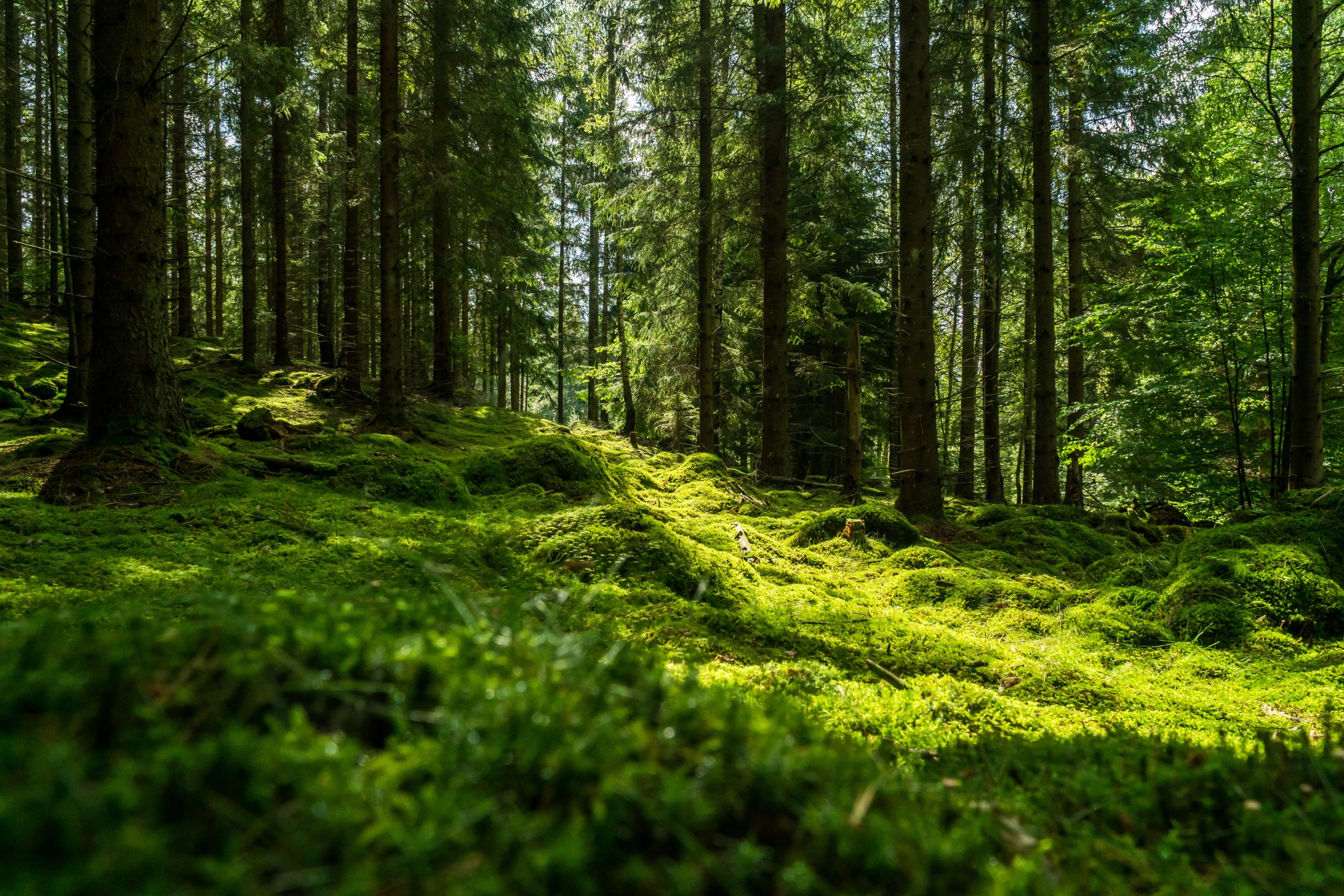 foret-mousse_316838889-scaled