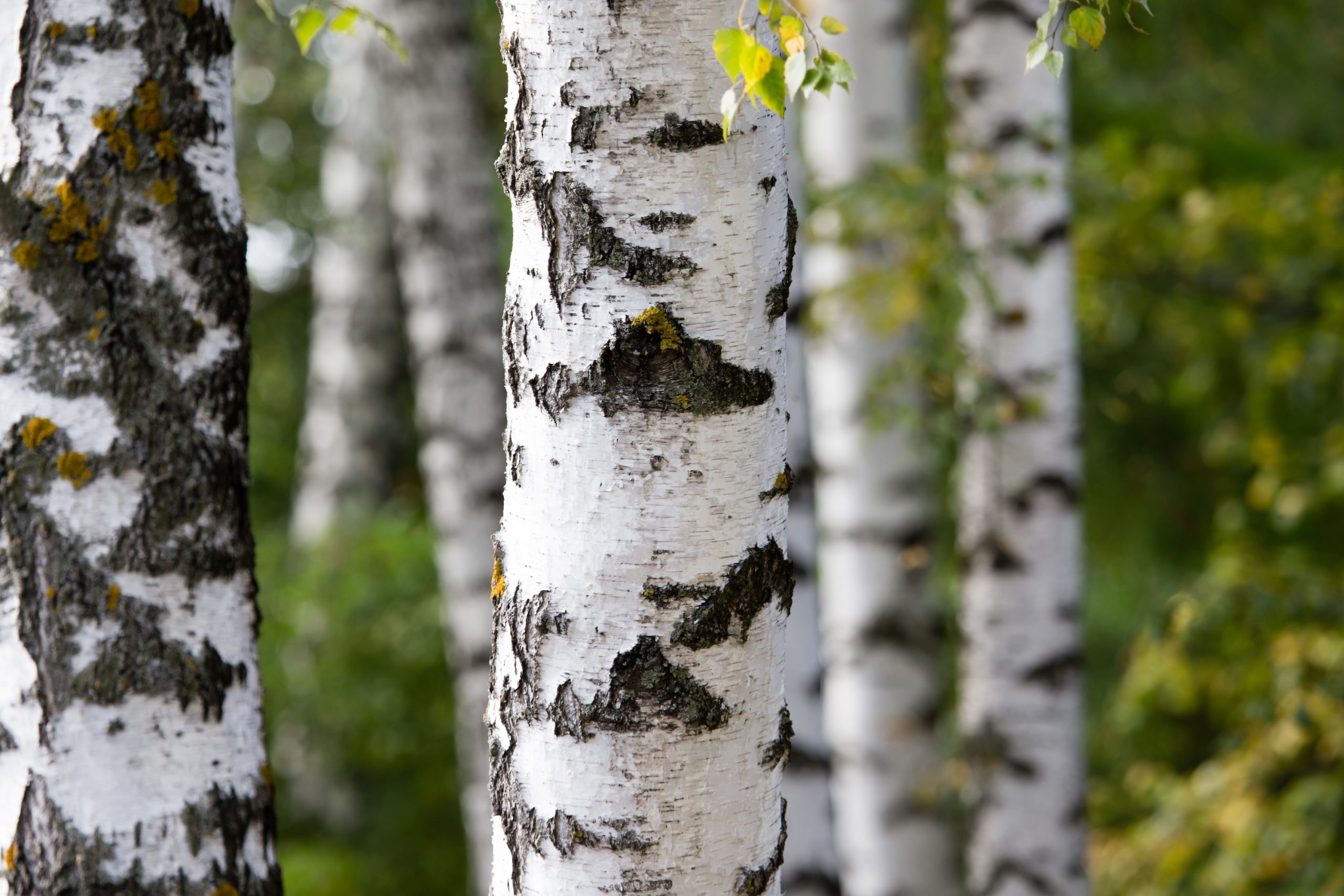 white trunks of a birch on the nature .